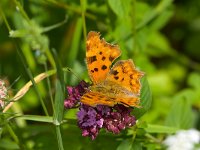 maudoc.com • Polygonia c-album •  IMG_1096 copia.jpg   Polygonia c-album